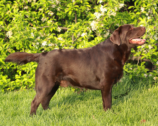 Special sharp dressed man pedigree