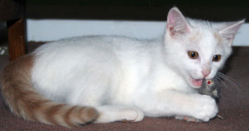 Milo 14